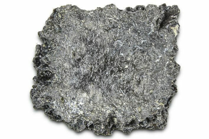 Fossil Glyptodont (Glyptotherium) Bony Armor Osteoderm - Florida #362357